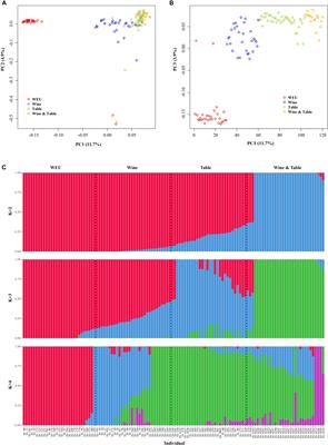 Identification of Selective Sweeps in the Domesticated Table and Wine Grape (Vitis vinifera L.)